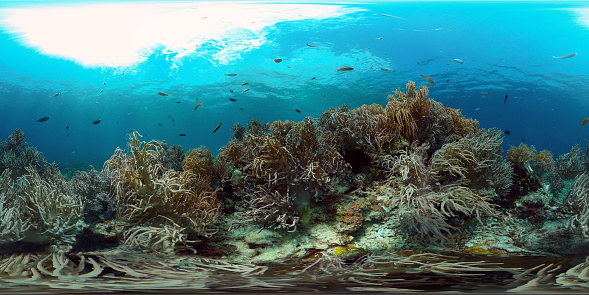 Coastal habitat degradation