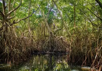 Restored mangrove habitat and biodiversity survey