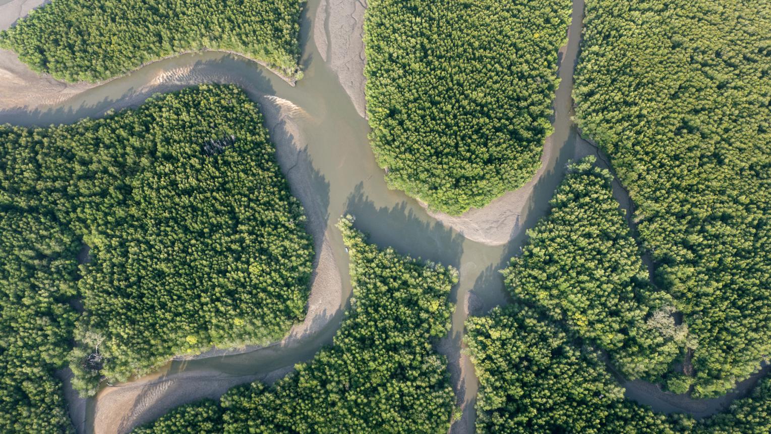 Mangrove monitoring detail