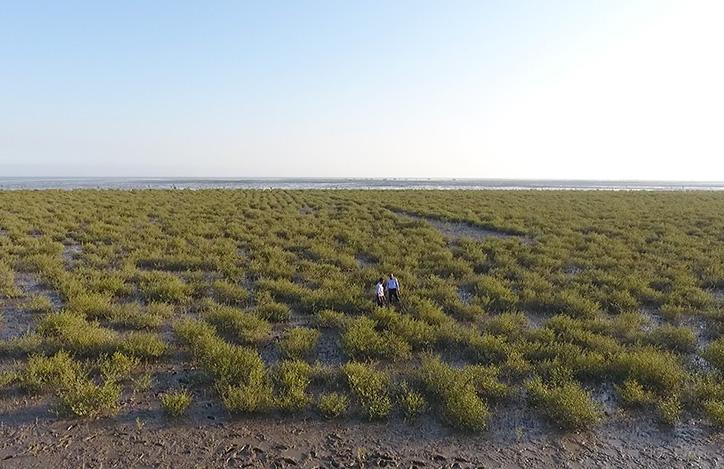 Coastal restoration landscape
