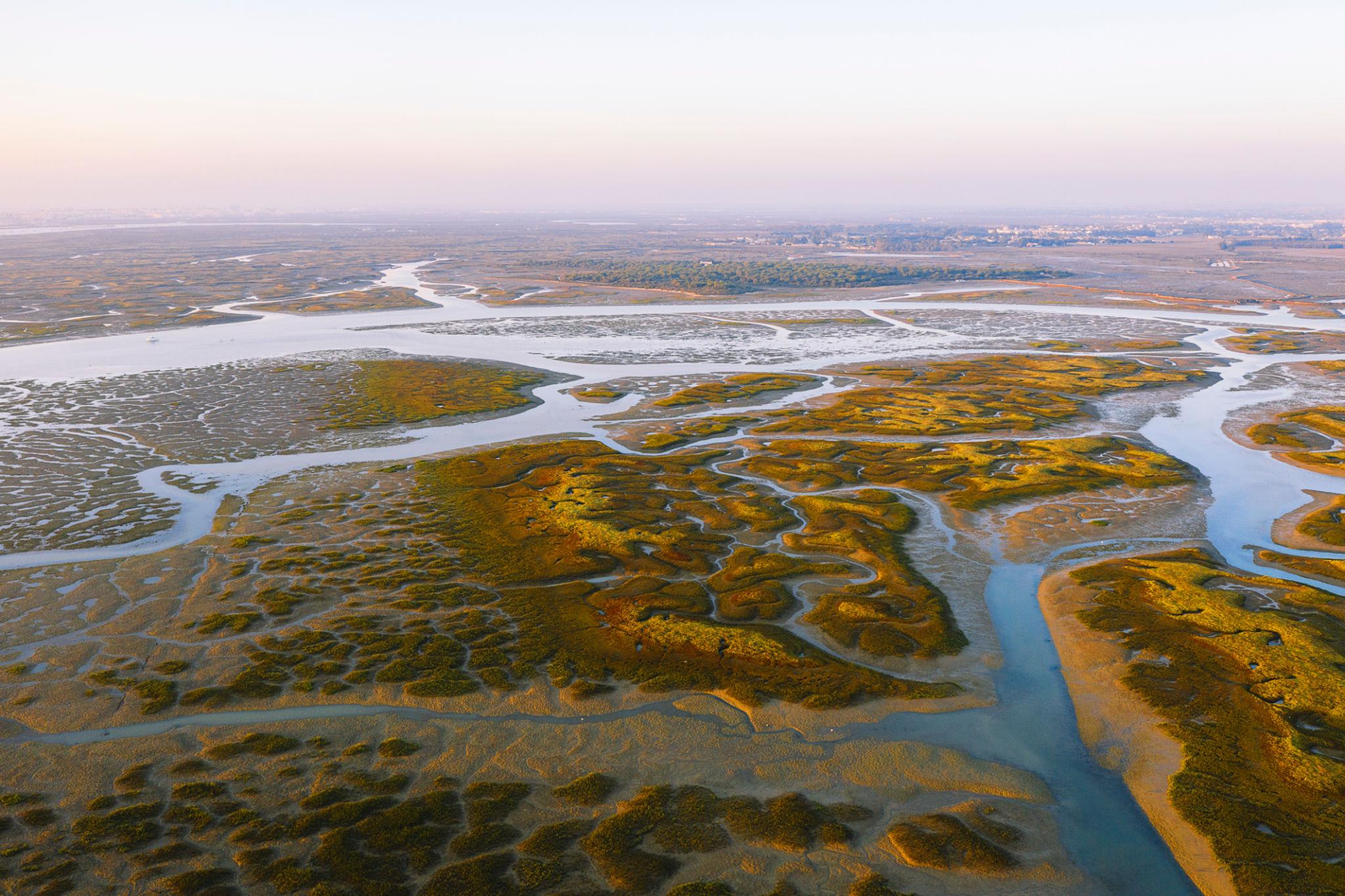 Blue carbon wetland monitoring